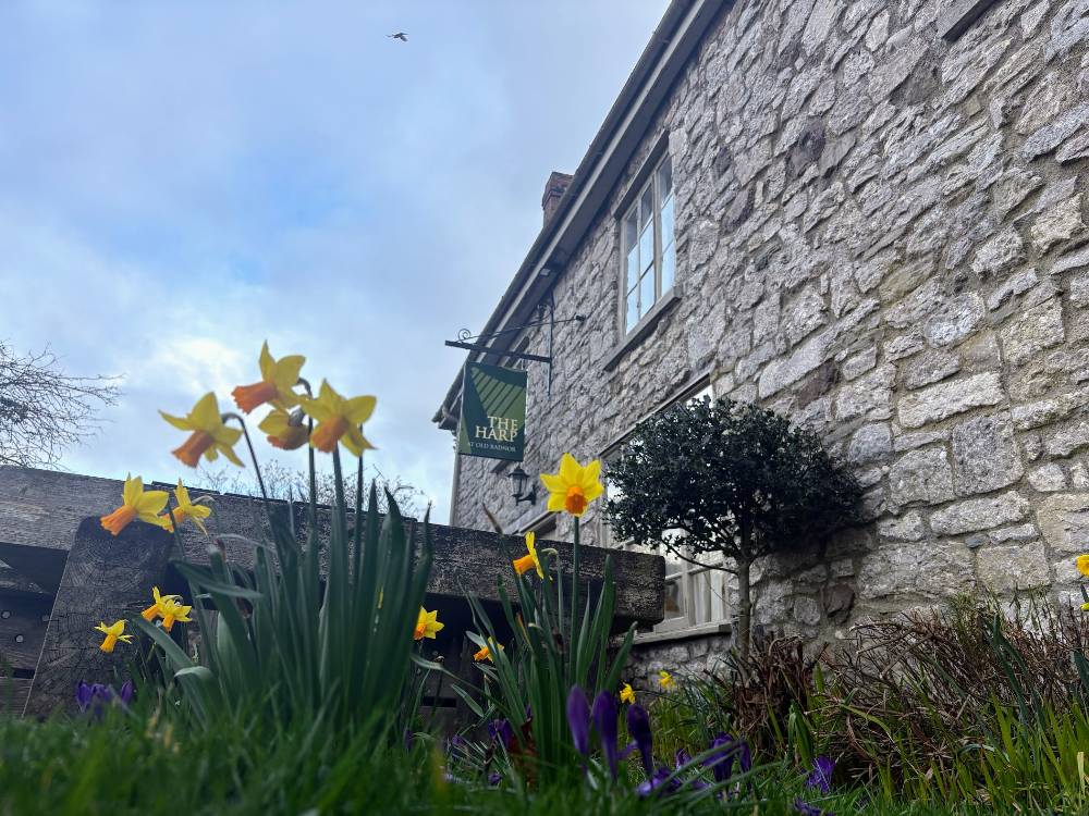 A stone building with sign 'the harp' yellow and orange daffodils in the foreground