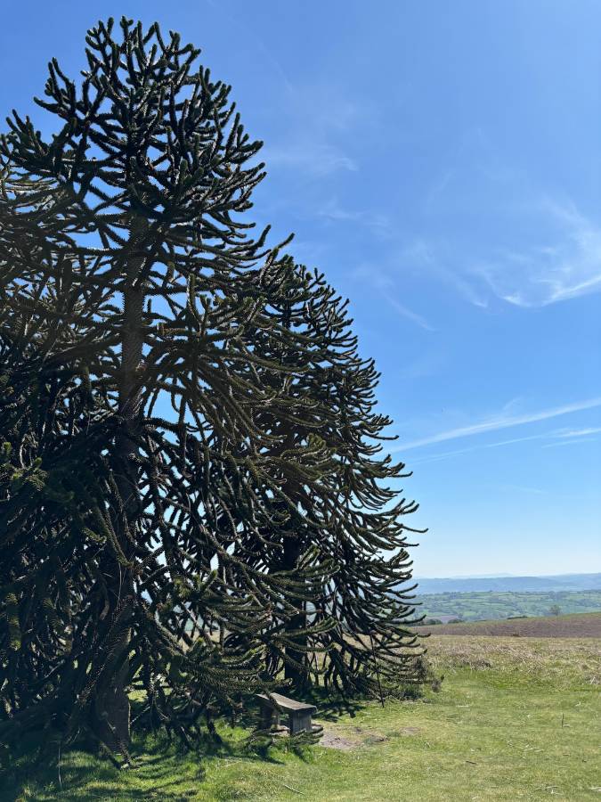 Monkey Puzzle Trees set against a blue sky